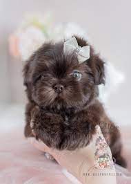 This shih tzu puppy is just adorable! Adorable Little Shih Tzu Puppies For Sale Teacup Puppies Boutique