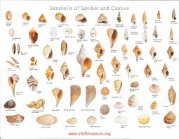 chart of seashells sea shells types of shells shell beach