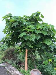 Image result for Sterculia tragacantha