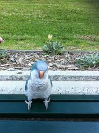 Reunited Blue Quaker Parrot Glenwood Sydney Nsw Pet Birds Parrot Quaker