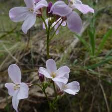 Image result for Nemesia lilacina