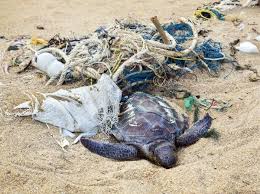Seven Caribbean Countries Will Ban The Use Of Plastics In The Year 2020 The Yucatan Times Turtle Day Endangered Sea Turtles Ocean