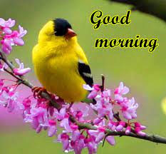 Maybe you would like to learn more about one of these? Good Morning Images With Birds And Flowers Good Morning