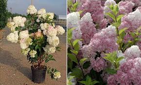 Image result for hydrangea paniculata vanille fraise
