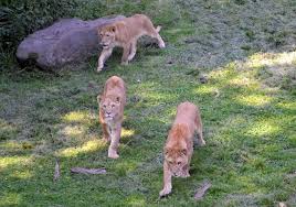De leeuwinnen hebben een apart territorium waar de leeuwen op bezoek komen. Dierenpark Amersfoort Krijgt Drie Nieuwe Leeuwinnen Nvd Dierentuinen