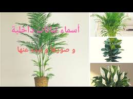أسماء نباتات داخلية بالصور و نبذه مختصرة عن كل نبتة Youtube
