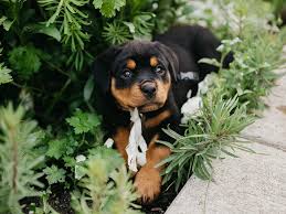 Image result for Metaldehyde Poisoning