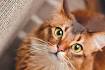 These Are the Friendliest and Most Affectionate Cat Breeds