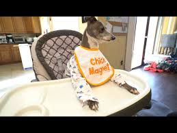 If you watch youtuber jenna marbles, you're definitely familiar with her dog kermit. Kermit Jennamarbles Dog In A High Chair Album On Imgur