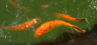 Check spelling or type a new query. Pond Management Tropical Fish Hobbyist Magazine