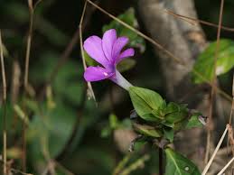 Image result for Barleria mackenii