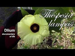 Image result for Azanza lampas