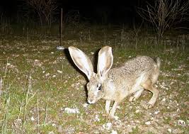 Image result for Beige Antelope 1983 Fleet