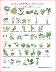 Landscaping Ideas And Inspiration Landscaping Lovers Plants Flower Identification Wild Flowers