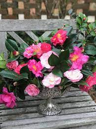 Pin On Camellias For The Table