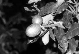 Image result for Ancylobothrys robusta