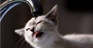 pin on koshki oni takie koshki