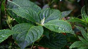 Beberapa yang sudah terkenal adalah buah merah dan sarang semut. 7 Tanaman Obat Paling Dicari Dan Berkhasiat