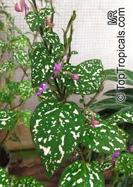 Image result for Hypoestes cancellata