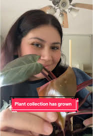 Plants by Melissa Philoden