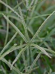 Image result for Eleusine