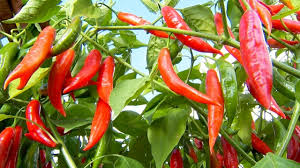 Resultado de imagem para Pimentas no pé