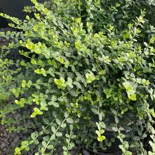 Image result for Euonymus fortunei