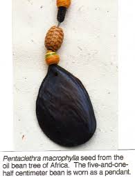 Image result for Ozoroa reticulata