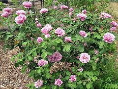 For example, the amesha spentas, the six divine beings created by ahura mazdā (wise lord, god) according to the gathas of zarathustra, function as archangels and are considered as such in middle persian zoroastrian writings. Midwest Gardening Rose Index