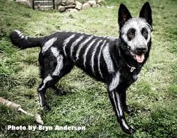 Because when i make treats, i know exactly what is going into them. Cat And Dog Halloween Costumes Is It Safe To Dye My Pet S Fur