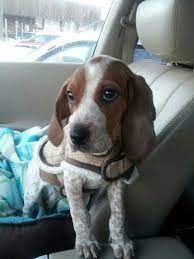 Coonhound events licensed by the ukc field operations department are designed to simulate an actual. Pin On My Love