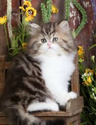British shorthair cats are not overly active cats. Black Persian Cat Price Philippines Persian Cats For Sale Persian Cat Cats