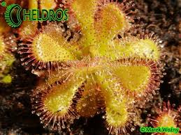 Image result for Drosera dielsiana