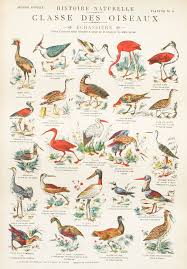 Vintage School Chart French 1900 Birds By Bonnieandbell On