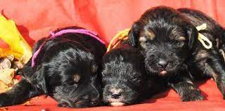 We did not find results for: Bernedoodle Puppies For Sale In Fishers Indiana Classified Americanlisted Com