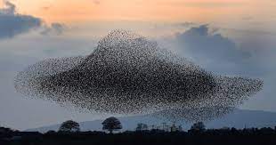 Starling Murmurations In Pictures Starling Murmuration Photos Of The Week