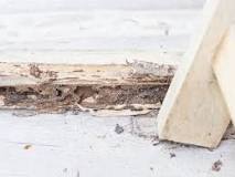 Image result for how long after termite treatment for the termites to die