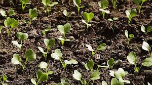 Havuç düzenli su isteyen bir bitkidir. Hangi Sebze Hangi Ayda Ekilir Havuc Bezelye Ispanak Domates Turp Patates Sogan Ne Zaman Ekilir Puf Noktasi