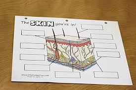 Human Body The Skin Spell Out Loud Integumentary System Human Body Unit Human Body Systems