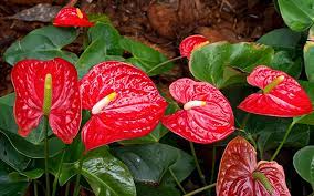 Shop our selection of indoor plants in the section of plants, trees & flowers in the outdoors department at the home depot canada Best Indoor Plants For Spring