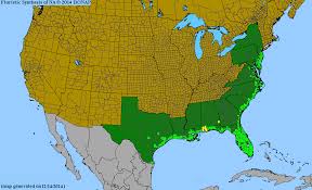 Image result for Kosteletzkya grantii