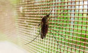 Assailed by pests on your penang property? Anticimex Pest Management Modern Pest Control Malaysia