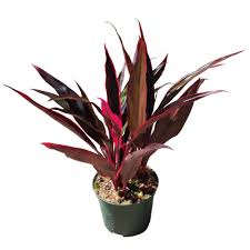 Keep moist and in a partially shaded location until roots and leaves are produced. Cordyline Electric Pink Home Depot