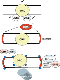 Plants are unique among the eukaryotes, organisms whose cells have plants exhibit life cycles that involve alternating generations of diploid forms, which contain paired. The Plant Cell Cycle 15 Years On Francis 2007 New Phytologist Wiley Online Library