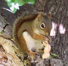How To Make Squirrel Food Squirrel Food Squirrel Squirrel Pictures