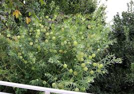 Image result for Gomphocarpus glaucophyllus