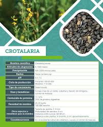 Image result for Crotalaria comosa