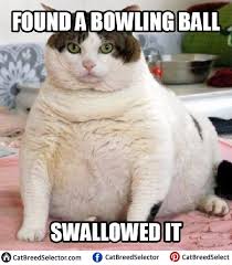 Pin On Cats Memes