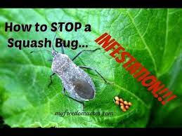 If any earthworms happen to get in the pots, they aren't any bother…they'll just live. How To Stop A Squash Bug Infestation Youtube