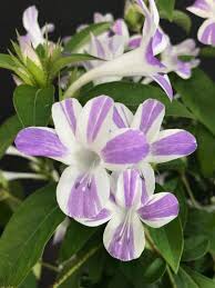 Image result for Barleria